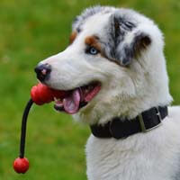 pet friendly holiday