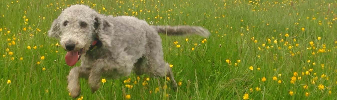 Dog friendly holiday