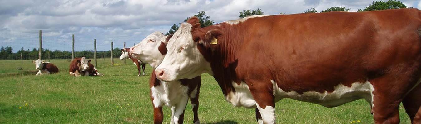 Hereford cows - prize!