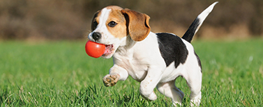 self catering holiday cottages that welcome pets