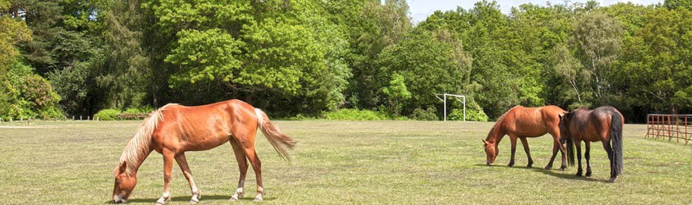 Horses in rural Hampshire