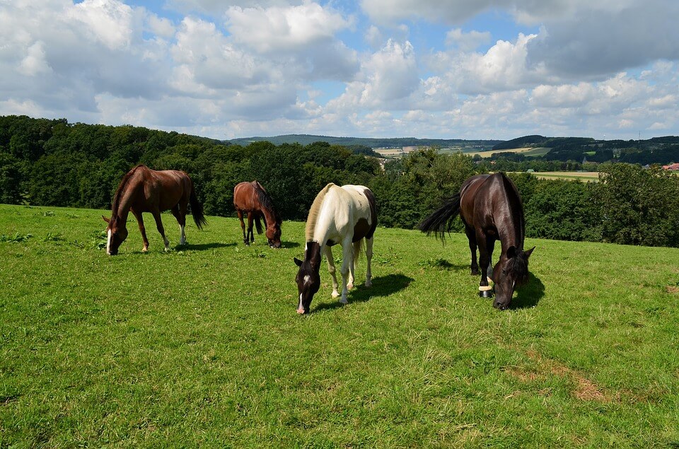 horses in the New Forest